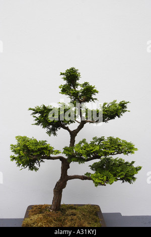 Albero di Bonsai, il dott. Sun Yat-Sen classico giardino Cinese, Vancouver, Canada Foto Stock