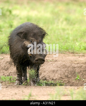 Ritratto Di Giovane Maiale Selvaggio Del Cinghiale Fotografia Stock - Foto 6