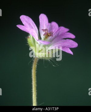 Completare il fiore di colomba di piede (CRANESBILL GERANIUM MOLLE) che mostra i pistilli, stami, petali e sepali / STUDIO Foto Stock