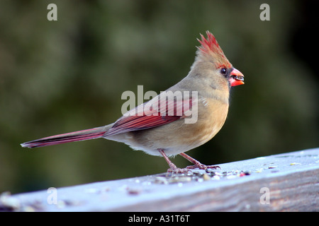 Il Cardinale nord femmina con seme in bocca Foto Stock