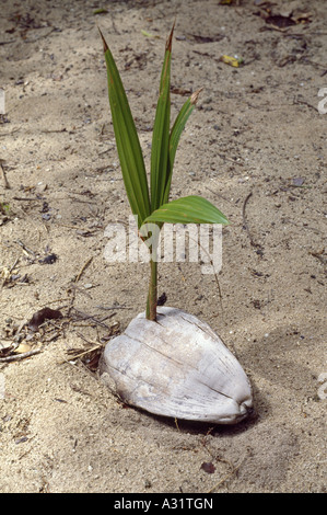 La germogliazione palme da cocco sulla spiaggia (Cocos Nucifera) un esempio di dispersione di seme da acqua / PETER ISLAND / ISOLE VERGINI BRITANNICHE Foto Stock