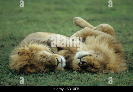 African Lion Panthera leo due leoni maschio dormire insieme dopo la poppata nel Serengeti Tanzania africa Foto Stock