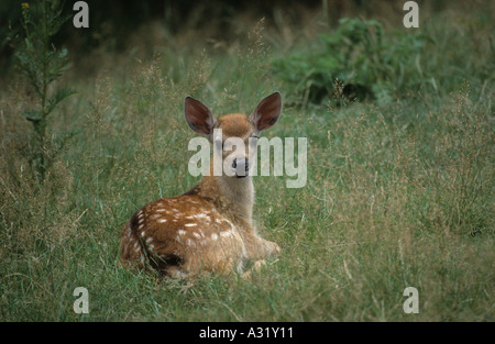 Sika Deer Cervus nippon fawn giacente in aprire il prato in erbe lunghe di guardare direttamente la fotocamera con il contatto visivo Foto Stock