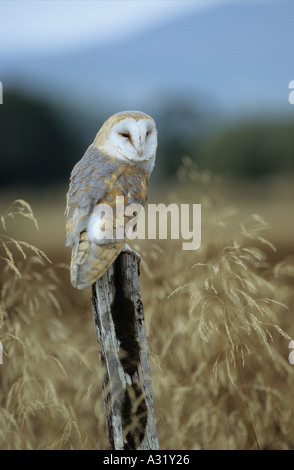 Barbagianni Tyto alba seduto sul palo da recinzione in campo di erba lunga in cerca di preda in Scozia con il contatto visivo Foto Stock