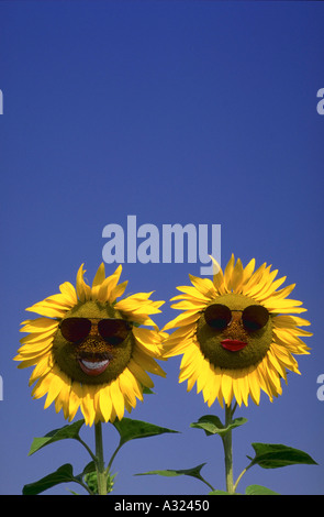 Girasoli con volti animati Foto Stock