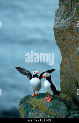 Cornuto puffin sembra essere il compagno che mostra le dimensioni di quella che ha preso il via al Round Island Alaska Foto Stock