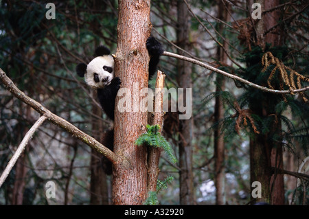 Panda gigante di arrampicarsi su un albero Cina Sichuan Foto Stock