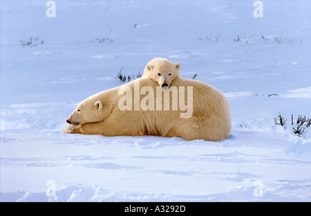 Orso polare madre e cub Cape Churchill Manitoba Canada Foto Stock