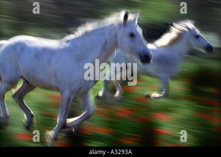 Cavalli Camargue in esecuzione in un campo di papavero Francia Foto Stock