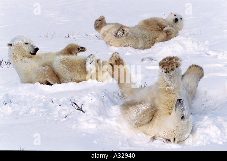 Gli orsi polari in rotolamento sulla neve Cape Churchill Manitoba Canada Foto Stock