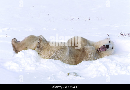 Orso polare sbadigli Cape Churchill Manitoba Canada Foto Stock