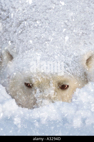 Orso polare nella neve Cape Churchill Manitoba Canada Foto Stock