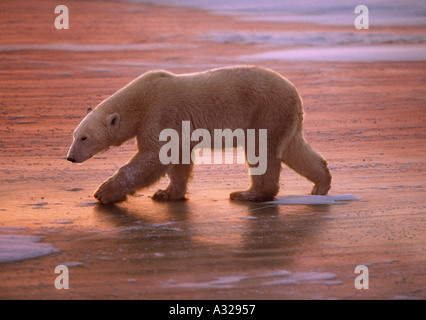 Orso polare Passeggiate sul ghiaccio al tramonto Cape Churchill Manitoba Canada Foto Stock