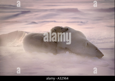 Orso polare madre e lupetti nel vento Cape Churchill Manitoba Canada Foto Stock