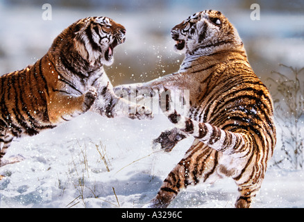 Le tigri siberiane Lotta contro la Cina Foto Stock