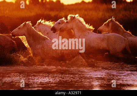 I cavalli bianchi della Camargue in esecuzione attraverso acqua Francia Foto Stock