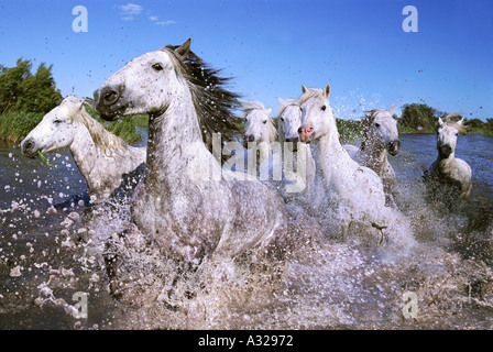 I cavalli bianchi della Camargue in esecuzione attraverso acqua Francia Foto Stock