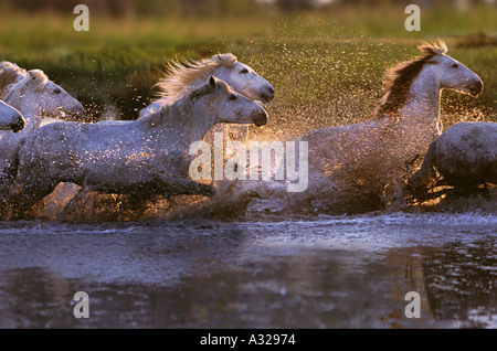 I cavalli bianchi della Camargue in esecuzione attraverso acqua Francia Foto Stock