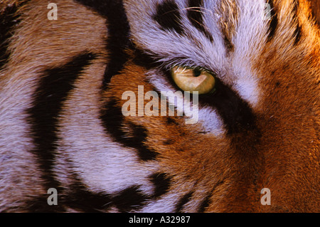 Close up di occhio di tigre siberiana Cina Foto Stock
