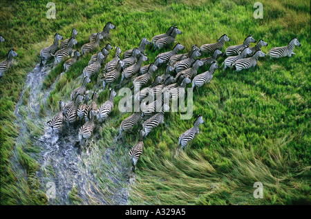 Vista aerea della zebra mandria in esecuzione attraverso la palude Okavango Delta Botswana Foto Stock