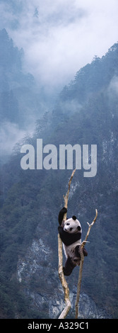 Panda gigante di arrampicarsi su un albero Cina Sichuan Foto Stock