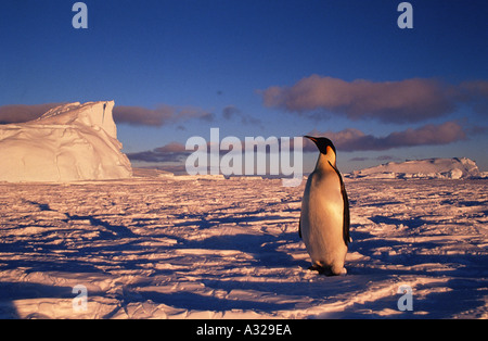 Pinguino imperatore Cape Darnley Antartide Foto Stock