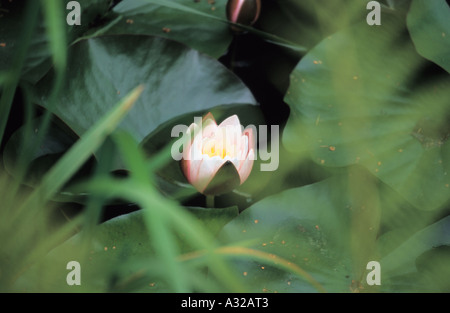 Close-up di ninfee Nymphaea bud in stagno Foto Stock