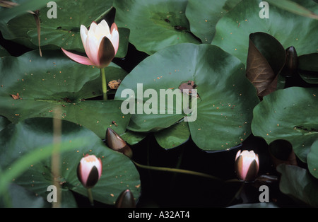 Close-up di ninfee Nymphaea germogli in stagno Foto Stock