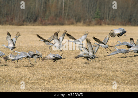 Sandhill gru tenendo fuori dal campo Bulkley Valley Columbia britannica Foto Stock