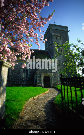 Colori di Primavera a St Michaels chiesa nella birra Hackett villaggio nella contea di Dorset England Regno Unito Foto Stock