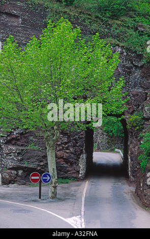 Albero solitario dove la strada si divide la Provenza Francia Foto Stock