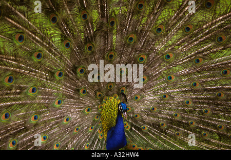 Primo piano di Male pavone latino pavo cristatus Foto Stock