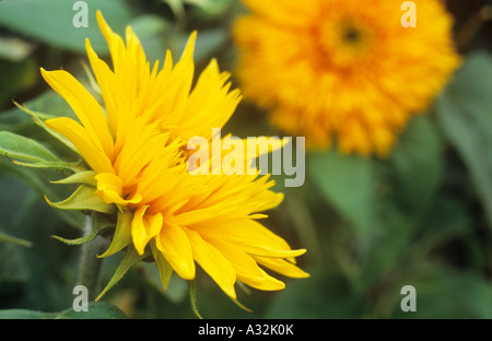 Due flowerheads e fogliame di annuale o di girasole Helianthus annuus con veduta laterale del fiore giallo e anteriore di arancio o oro Foto Stock