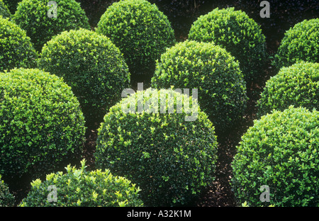 A metà scatola verde o arbusti Buxus ritagliati in sfere di basso contrasto con Deep Purple di Crespino siepe o Berberis thunbergii Foto Stock