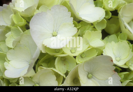 Close up di delicati cremosa di colore bianco o verde pallido-flowerlets bianco di un mophead Hydrangea macrophylla Foto Stock