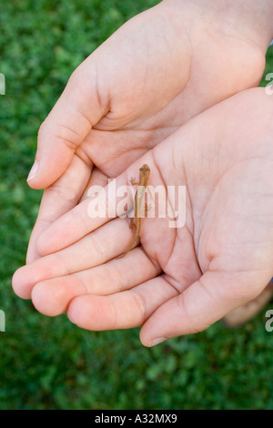 Piccolo Bimbo Lizzard nelle mani delle ragazze Foto Stock