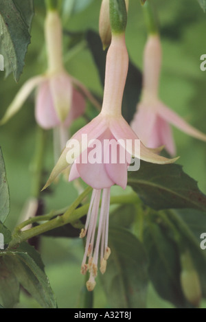 Fuchsia 'Whiteknights Perla' AGM Close up fiore singolo bianco e rosa fucsia bloom. Foto Stock