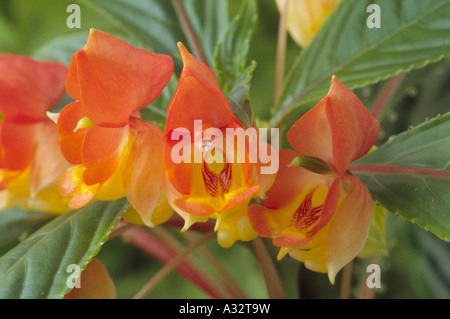 Impatiens auricoma × bicaudata (Balsamo, Occupato Lizzie.) Close up di arancio e fiori di colore giallo. Foto Stock
