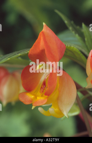 Impatiens auricoma × bicaudata (Balsamo, Occupato Lizzie.) Close up di arancione e giallo fiore. Foto Stock