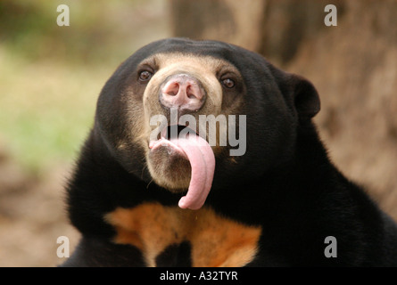 Sun bear noto anche come un orso malese (Helarctos malayanus) mostra la sua linguetta presso lo Zoo di Dusit a Bangkok, in Thailandia. Foto Stock