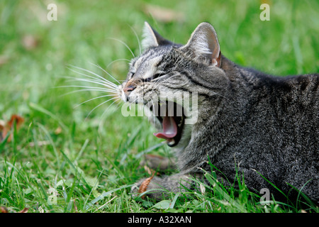 Cat in un giardino enorme Foto Stock