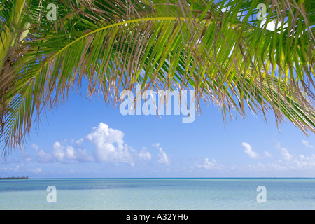 Bahamas, Abaco. Vista verso l'orizzonte da sotto le fronde delle palme sulla spiaggia tropicale. Foto Stock