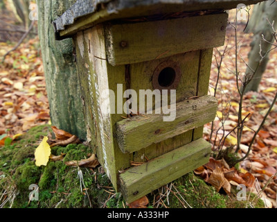 Vecchio birdshouse in corrispondenza di un albero Foto Stock