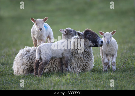 Agnelli che saltano a riposo pecore in primavera Foto Stock