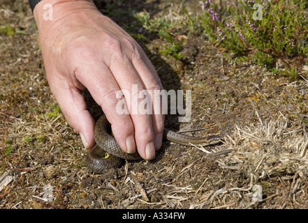 Serpente liscio Coronella austriaca con il ricercatore su Hartland Moor Dorset Foto Stock