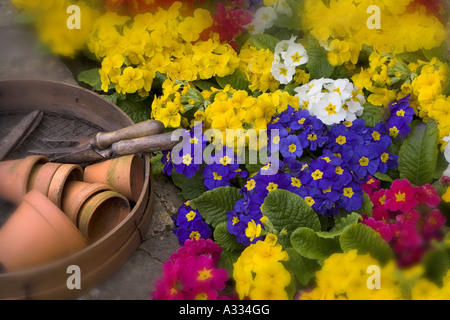 La molla Polyanthus Still Life Foto Stock