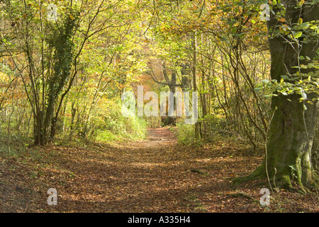 Un bridleway attraverso Cotswold faggete in autunno a Crickley Hill, Gloucestershire Foto Stock