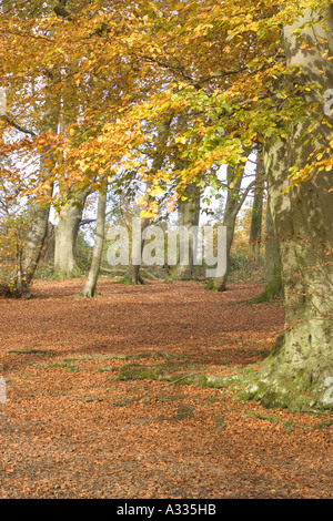 Boschi di faggio Cotswold in autunno a Crickley Hill, Gloucestershire Regno Unito Foto Stock
