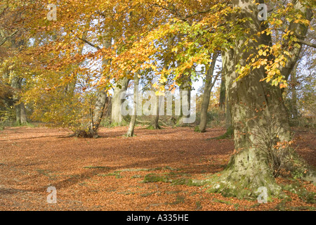 Cotswold faggete in autunno a Crickley Hill, Gloucestershire Foto Stock