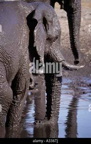 Elefante africano Loxodonta africana coperto di fango raccogliendo acqua a waterhole Etosha National Park Namibia Africa Foto Stock